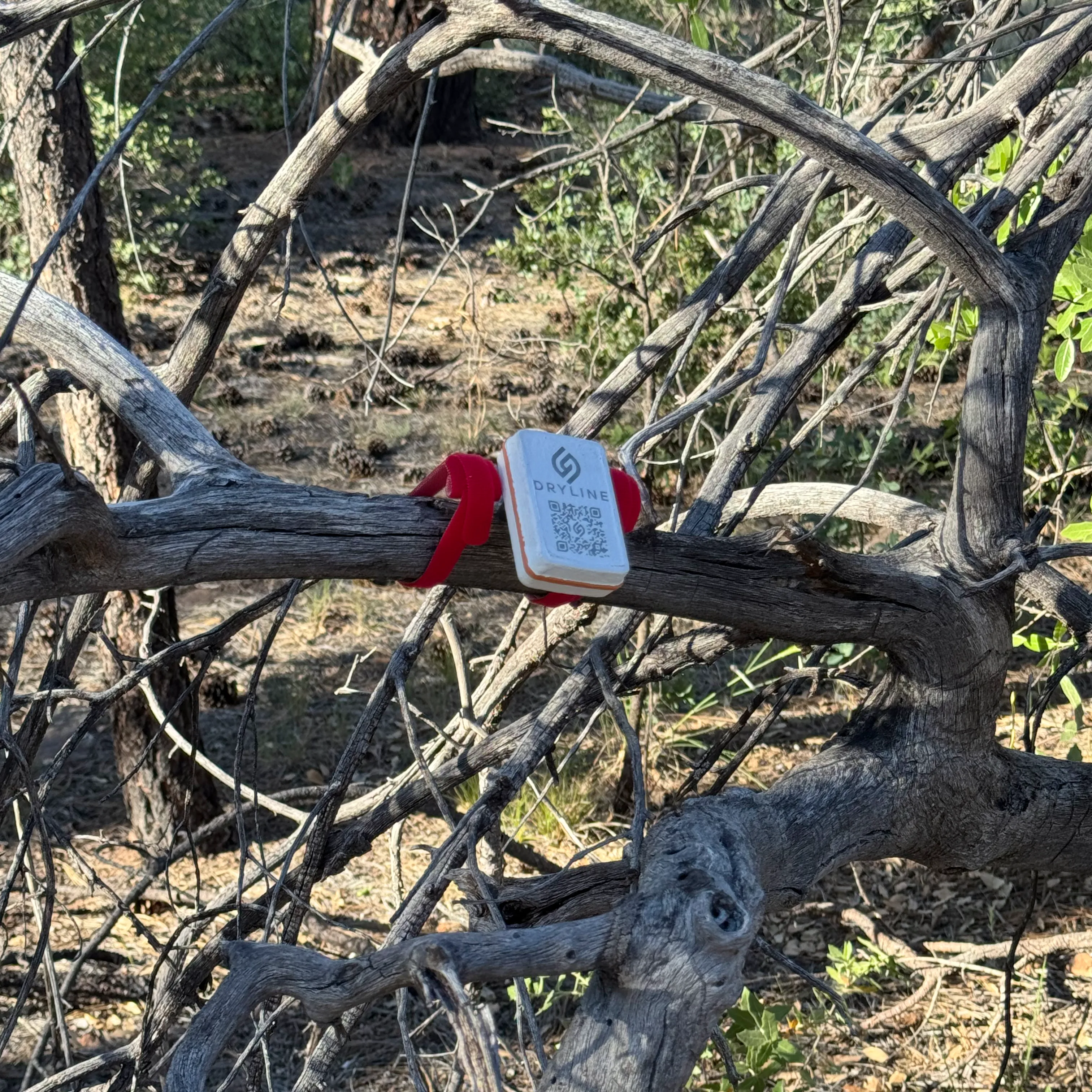 DRYLINE dead fuel sensor mounted on branch