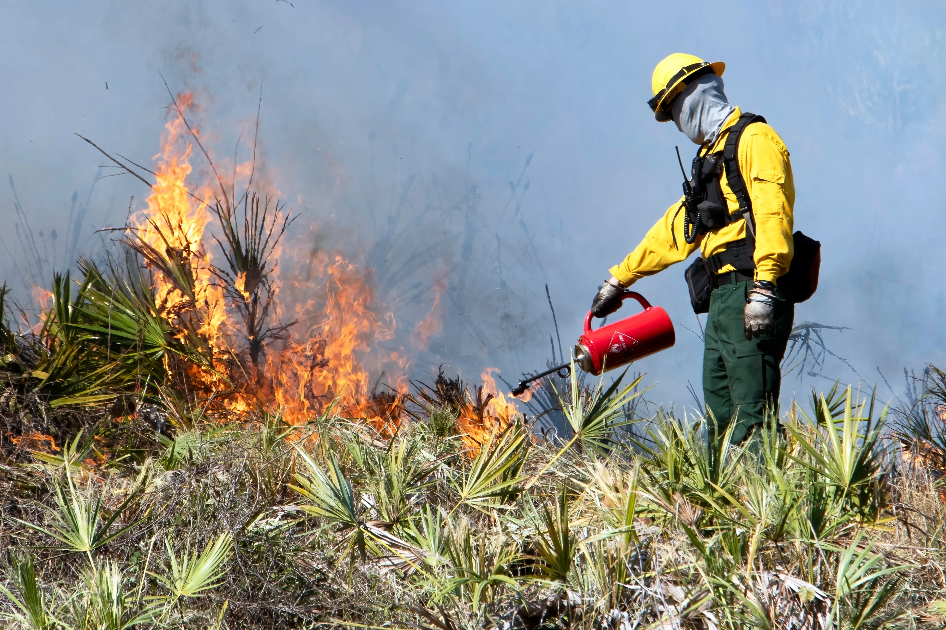 Prescribed burn crew working a drip torch line