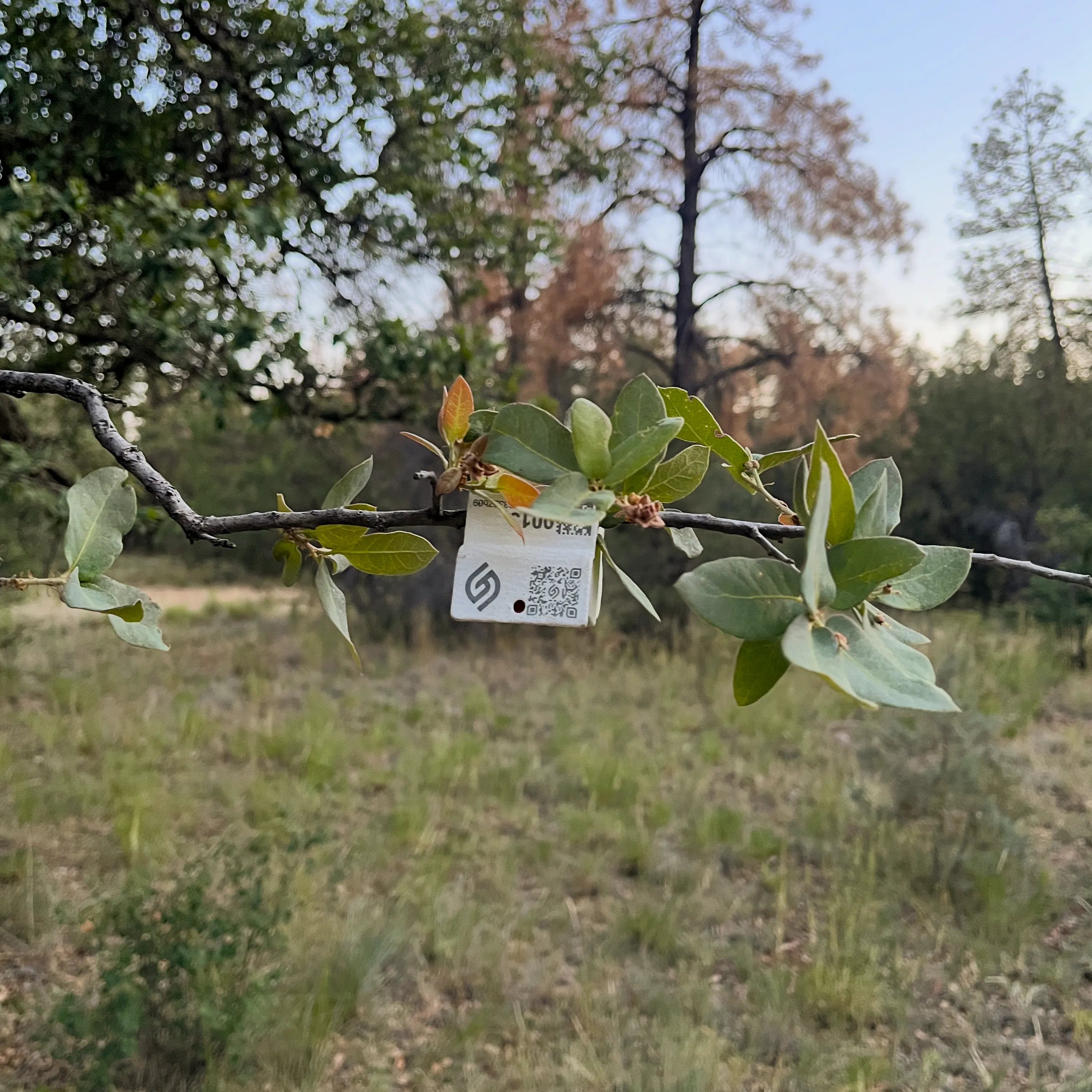 DRYLINE live fuel sensor clipped onto a shrub